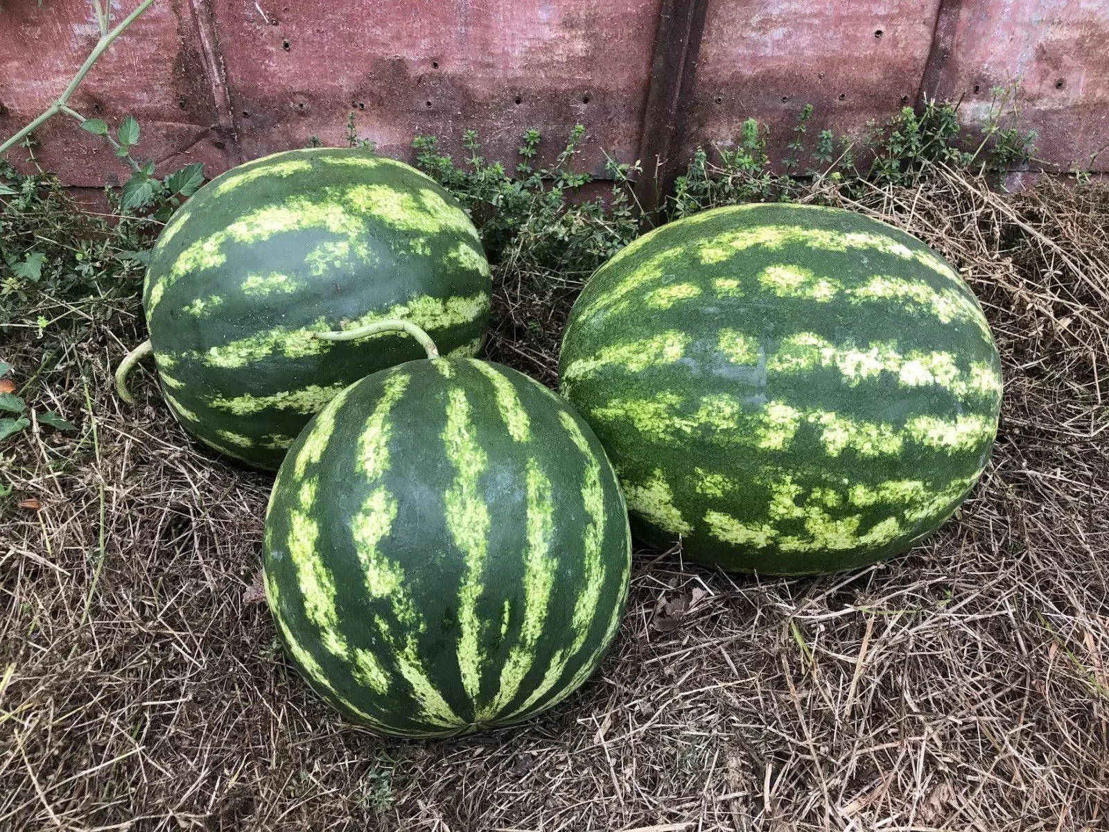 Crimson Sweet Watermelon Seeds - 25+ Non-GMO Heirloom Organic - Red Variety