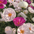 Cosmos Seeds Mix for Garden - 200+ Cupcakes & Saucers - Colorful Annual Flower Seeds - Cosmos bipinnatus