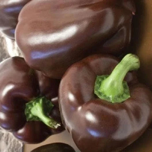 Heirloom Chocolate Beauty Bell Pepper Seeds - Non-GMO, Organic Vegetable Seeds, Capsicum annuum