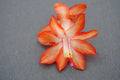 Christmas Cactus Starter Plant - Healthy Well Rooted Stephanie Variety - Schlumbergera Truncata