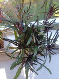 Dragons Tongue Live Rooted Plant - Hemigraphis repanda - Purple and Green Indoor Houseplant for Bright Light Spaces