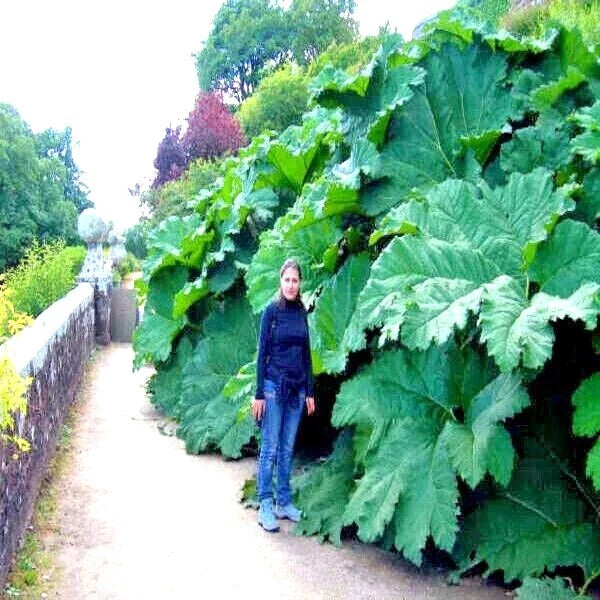 Gunnera Manicata Seeds - 25 Pack - Giant Hardy Exotic Flower Plant - "Dinosaur Food" - Rare Seeds for Unique Gardens