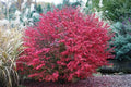 Burning Bush Seedling Plant 4-8 Inches Bare Root Euonymus alatus Live Plant