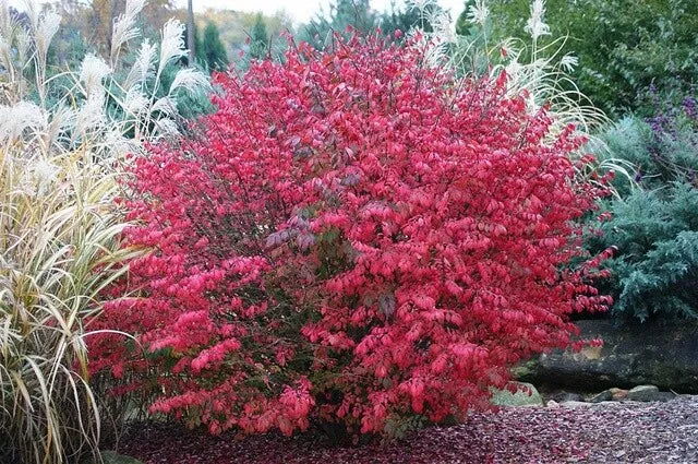 Burning Bush Seedling Plant 4-8 Inches Bare Root Euonymus alatus Live Plant