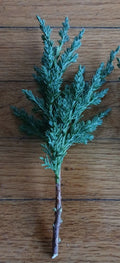 Pre Bonsai Juniper Cuttings - 10 Pack - Green Mound Juniper - Juniperus chinensis