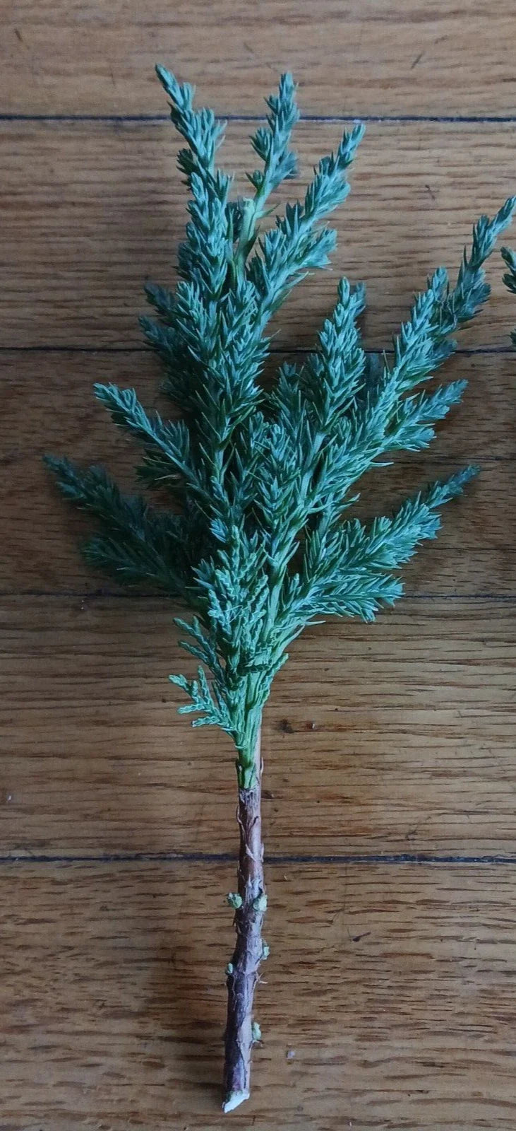 Pre Bonsai Juniper Cuttings - 10 Pack - Green Mound Juniper - Juniperus chinensis