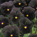 Pansy Seeds - Character Black - MPB#9 - Viola tricolor
