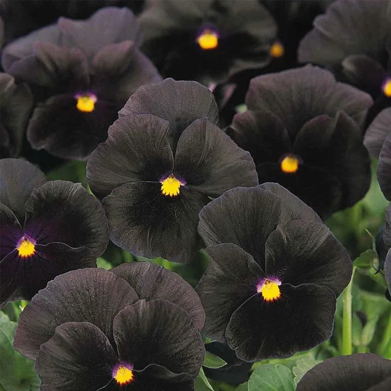 Pansy Seeds - Character Black - MPB#9 - Viola tricolor