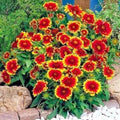 Indian Blanket Flower Seeds - 200+ Count - Annual Native Wildflower - Drought Tolerant - Perfect for Containers