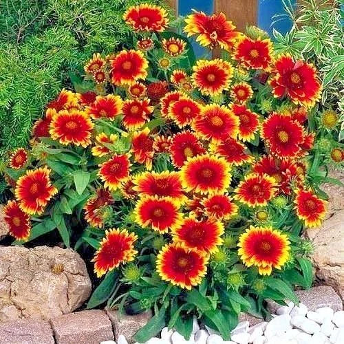 Indian Blanket Flower Seeds - 200+ Count - Annual Native Wildflower - Drought Tolerant - Perfect for Containers