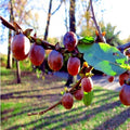 Date Plum Fruit Tree Seeds - Mediterranean Persimmon - Diospyros Lotus - Organic Plant Seeds for Home Garden
