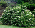 Elderberry Cuttings Set of 10 Unrooted 6-12 Inches Sambucus nigra, Organic Elderberry Plant Cuttings for Gardening