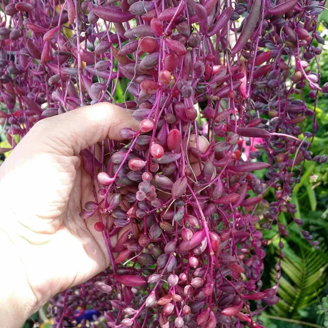 Othonna capensis Ruby Necklace Succulent Cuttings - 15 Pieces, Unique Colorful Succulent Cuttings for Plant Lovers