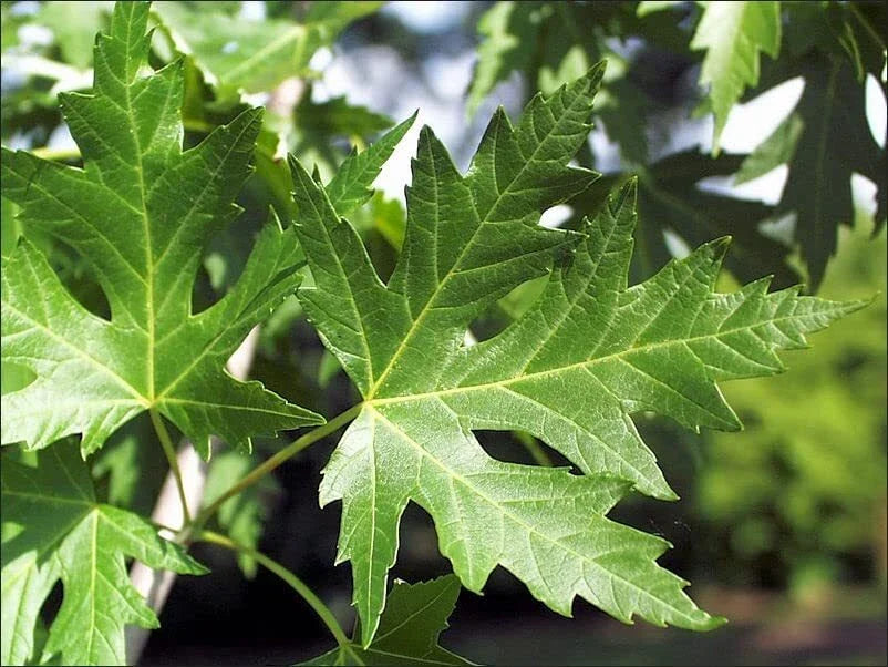 Silver Maple Tree Seedlings - Live Plants - Non-Shipping to California - Acer saccharinum