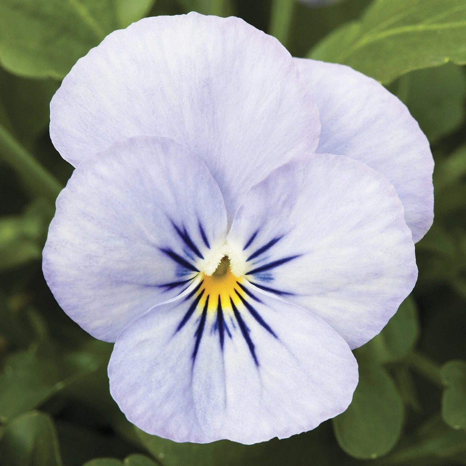 Viola Seeds 50 Count Endurio Sky Blue Martien - Viola cornuta