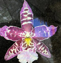 Orchid Plant Bulb, Bare Root, One Bulb, Not Perfect, Phalaenopsis Orchid