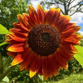 Evening Sun Sunflower Seeds - 25 Fresh Seeds - Helianthus annuus - Bright Yellow Blooms for Garden Planting