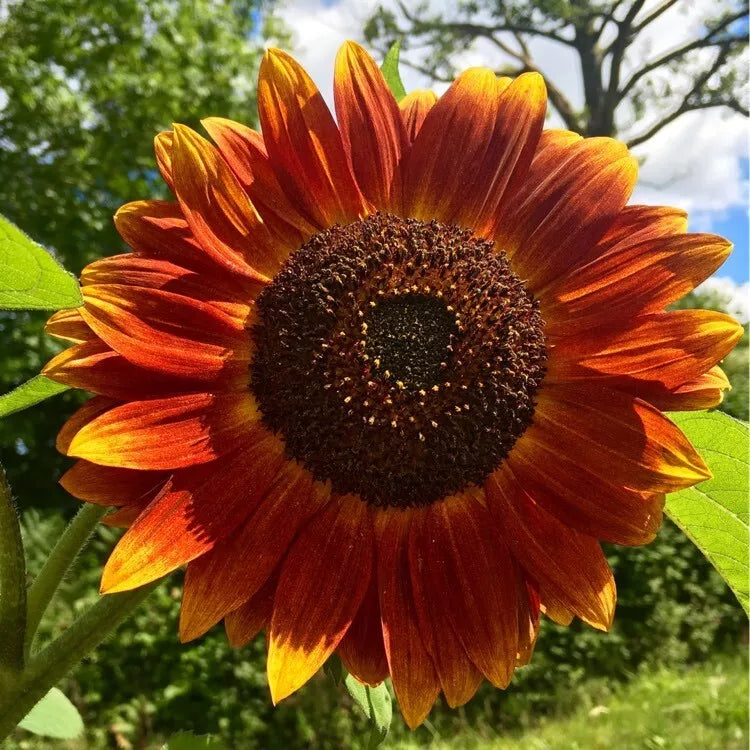 Evening Sun Sunflower Seeds - 25 Fresh Seeds - Helianthus annuus - Bright Yellow Blooms for Garden Planting