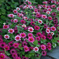 Profusion Cherry Bicolor Zinnia Seeds - 100+ Count - Zinnia elegans - Ideal for Garden - USA Free Shipping
