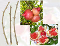 Pomegranate Tree Cuttings - (3) Fresh Cuttings - Outstanding Sweetness - Punica granatum