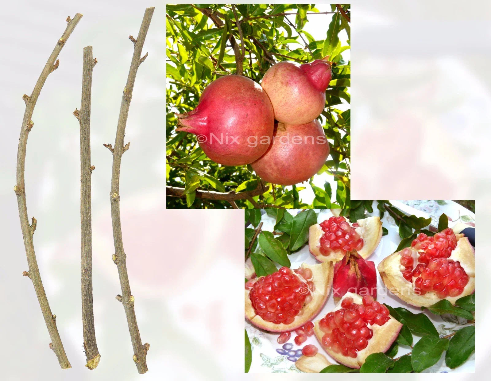 Pomegranate Tree Cuttings - (3) Fresh Cuttings - Outstanding Sweetness - Punica granatum