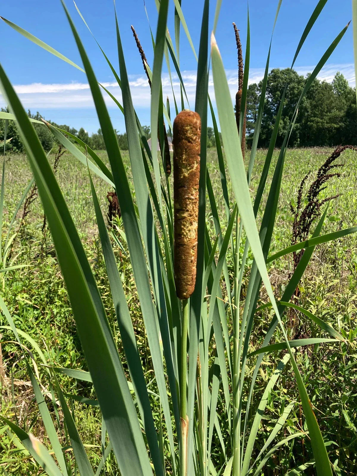 Cattail Plants - 10 Bareroot Live Plants - Typha Angustifolia - Aquatic Garden - Freshly Harvested