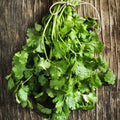 Cilantro Seeds - 100 Non-GMO Fiesta Green Culinary Herb for Kitchen Garden - Coriandrum sativum