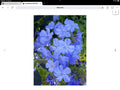 Plumbago Seeds Pkt of 50 Fresh Imperial Blue Plumbago auriculata