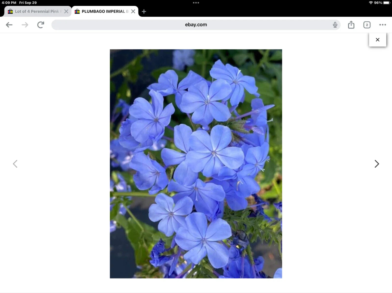 Plumbago Seeds Pkt of 50 Fresh Imperial Blue Plumbago auriculata