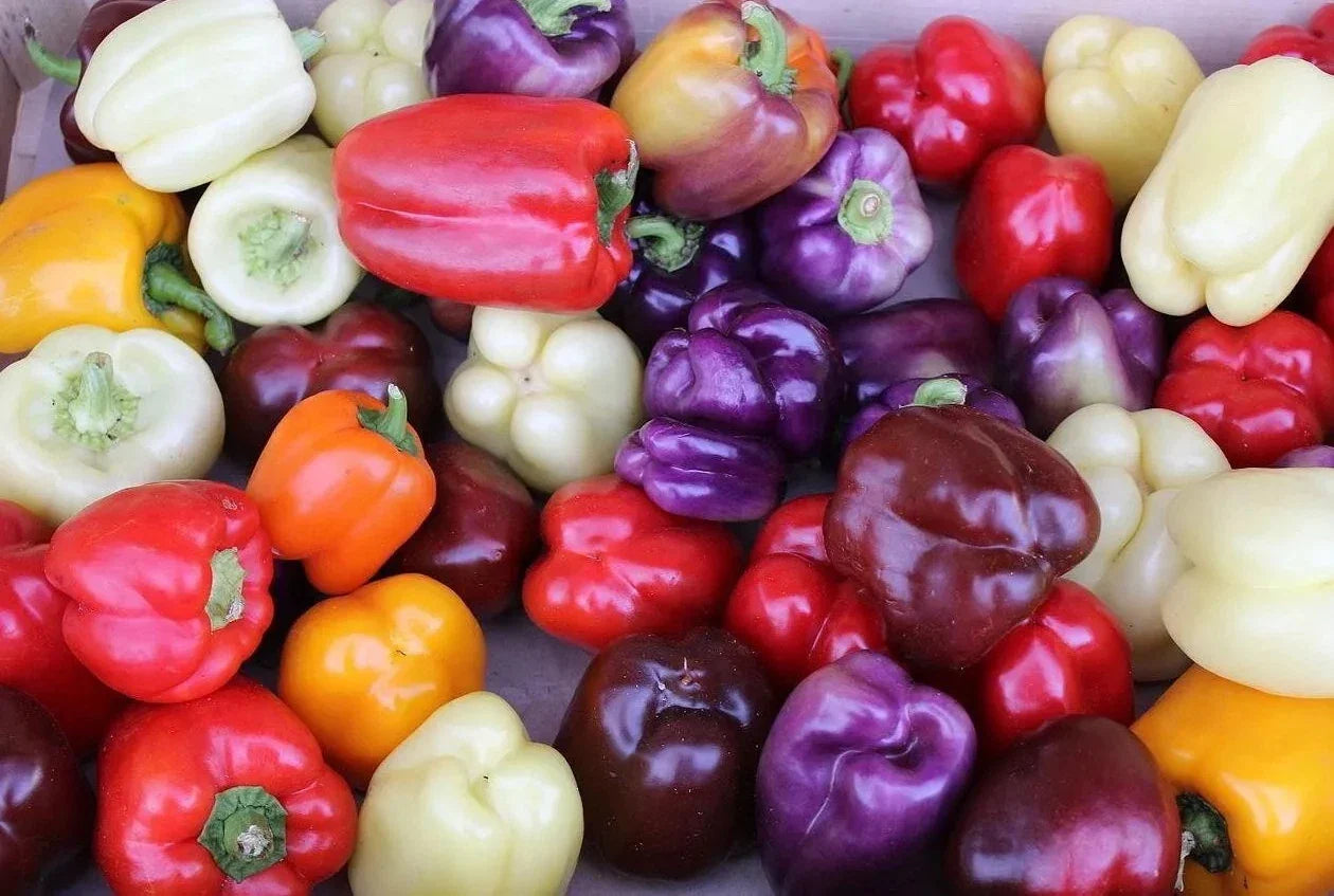 Rainbow Bell Pepper Seed Mix - 30+ Seeds - Colorful Mix of 7 Strains - Capsicum annuum