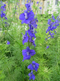 Delphinium Seeds 100 Count - Blue, Pink, White Mix - Delphinium Ajacis - Fresh Larkspur for Garden Planting