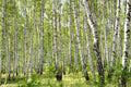 Gray Birch Seeds - 100+ Premium Seeds - Betula populifolia - Fast-Growing Native Tree for Landscaping and Reforestation