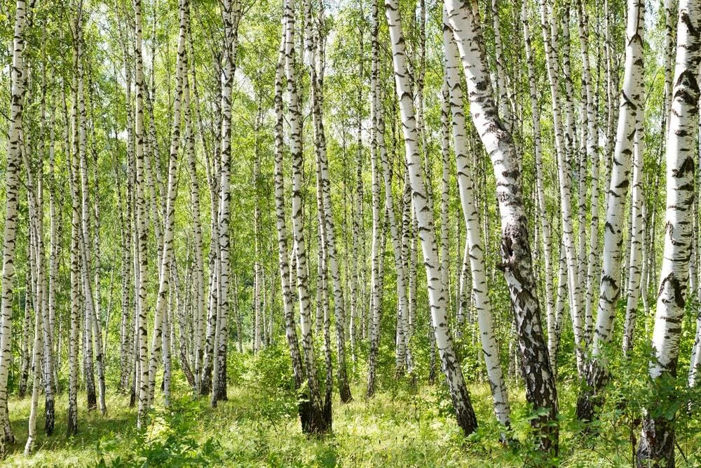 Gray Birch Seeds - 100+ Premium Seeds - Betula populifolia - Fast-Growing Native Tree for Landscaping and Reforestation