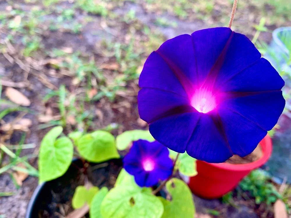 Purple Morning Glory Climbing Vine Seeds | 100+ Seeds | Beautiful Flowering Plant | Ipomoea purpurea