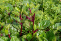 Red Stem Malabar Spinach Seeds, Non-GMO Vegetable, Basella alba "rubra"