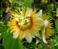 Yellow Holosericea Passion Flower Vine Starter Plant - Fragrant Passiflora Rooted Plant for Gardens and Trellises