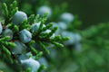 Eastern Red Cedar Seeds, 50 Count, Juniperus virginiana, Native Tree for Landscaping and Wildlife Gardens