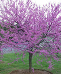 Eastern Redbud Tree - 6-12" Tall - Bare Root - Cercis Canadensis
