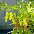Golden Greek Pepperoncini Seeds | Heirloom Non-GMO | 1000 Count | Capsicum annuum