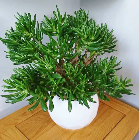 Skinny Fingers Jade Cuttings or Rooted Plants with Multiple Branches, Crassula Ovata - Perfect for Home Decor