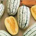 Delicata Squash Seeds | Heirloom Non-GMO | Organic Vegetable Seeds | Cucurbita pepo