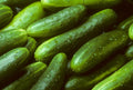 Organic Burpless Sweet Cucumber Seeds - Non-GMO - Home Garden - Cucumis sativus