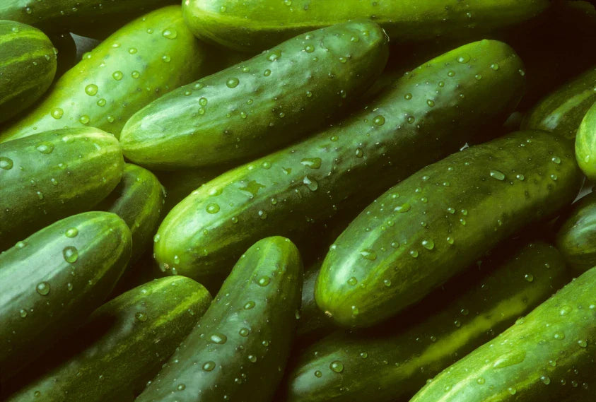 Organic Burpless Sweet Cucumber Seeds - Non-GMO - Home Garden - Cucumis sativus