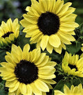 Sunflower Seeds - Moonshine Variety - 50+ Seeds - Helianthus annuus - Perfect for Gardens and Cut Flowers