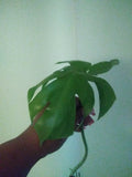 Giant Monstera Deliciosa Cutting 10"+ Tall Green Houseplant Philodendron