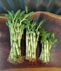 Lucky Bamboo Plants Set of 5/10 - 4" 6" 8" - Perfect Gift for Home Decor - Dracaena sanderiana