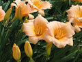 Mini Pearl Daylily Live Rooted Plant - Hemerocallis - Melon Pink Blooms - Herbaceous Perennial - Zones 3-9 - Bare Root Starter