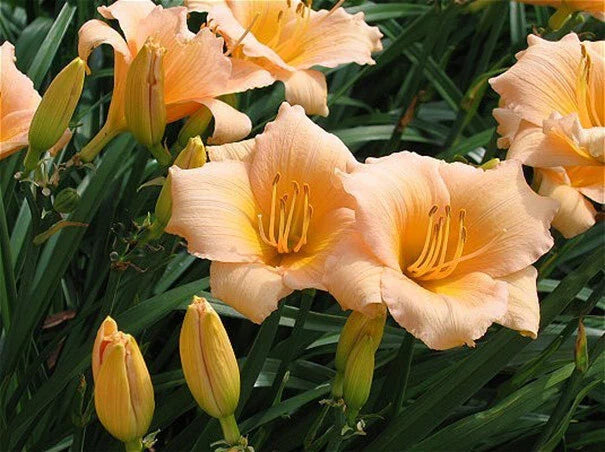 Mini Pearl Daylily Live Rooted Plant - Hemerocallis - Melon Pink Blooms - Herbaceous Perennial - Zones 3-9 - Bare Root Starter