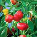 Red Pimento Pepper Seeds 500 Count - Capsicum annuum