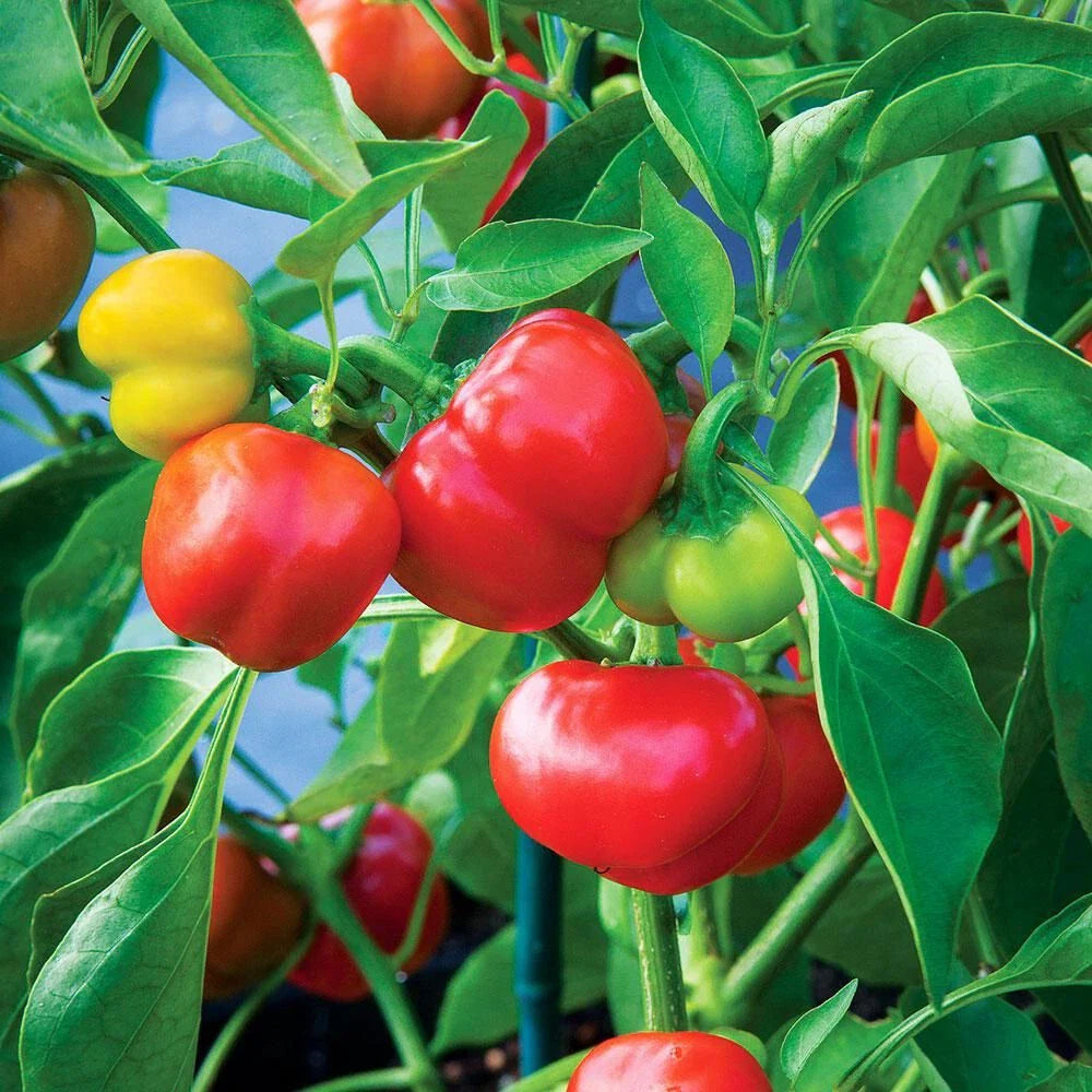 Red Pimento Pepper Seeds 500 Count - Capsicum annuum